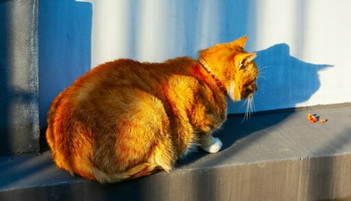 Кошка сидит на скамейке