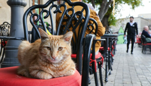 Домашние животные. Кошки