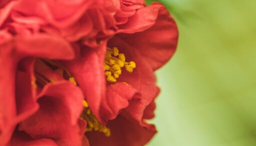 красные цветы на зеленом фоне