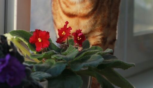 Цветы фиалки на фоне кошки