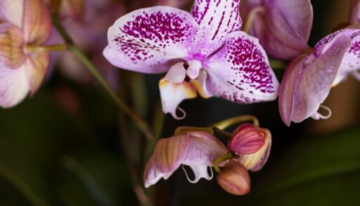 Цветы орхидеи с бутонами