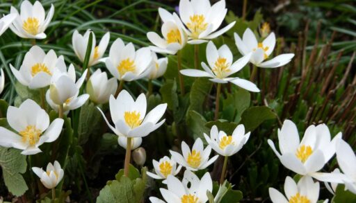 Цветы сангвинария