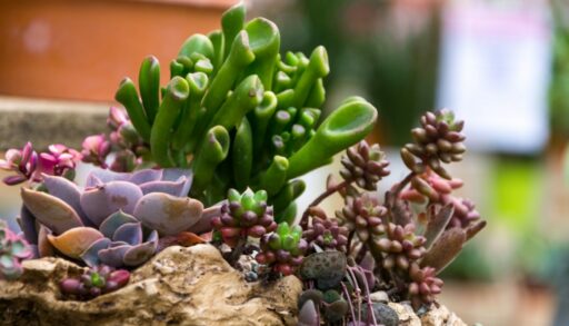 Цветы суккуленты freepik.com