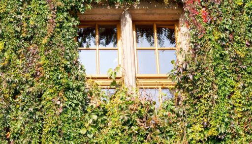 Окна увитые живыми растениями