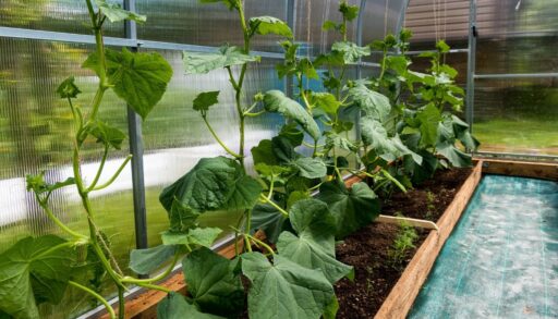 Огуречные растения в теплице