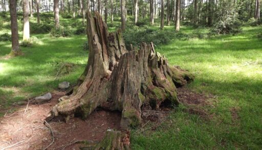 большой пень в лесу