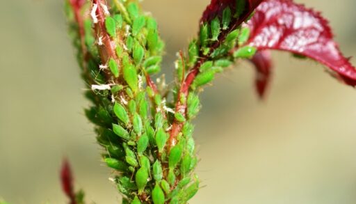 Тля сидит на ветке