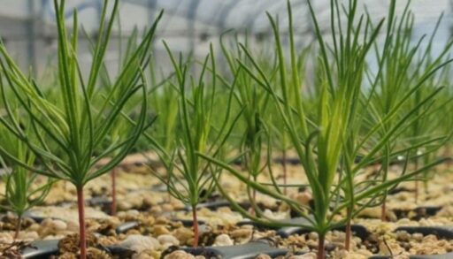 Под Тюменью запустили первую очередь селекционно-семеноводческого центра