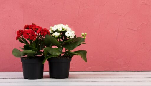 два горшка с каланхоэ