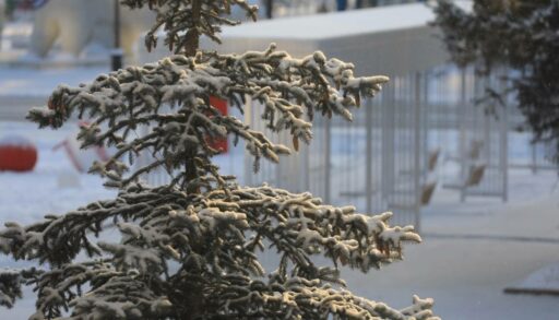 Вторник в Тюмени пройдет при умеренном морозе
