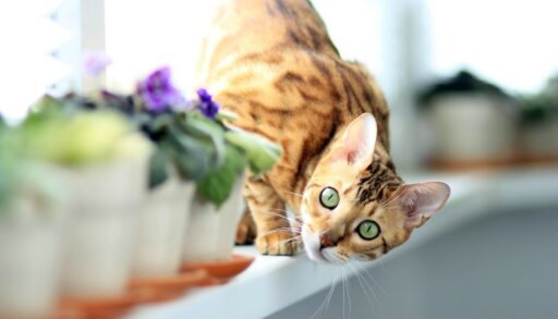 Кошка рядом с фиалками на окне