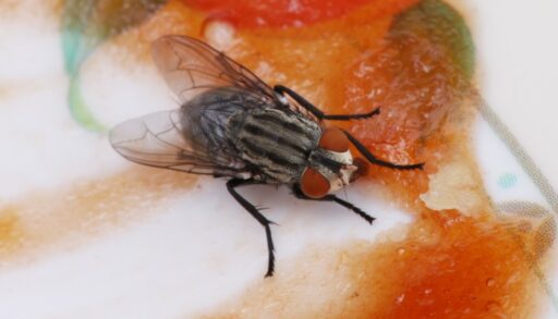 Насекомое муха на фруктах