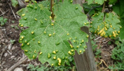 Зеленый лист, пораженный вредителями