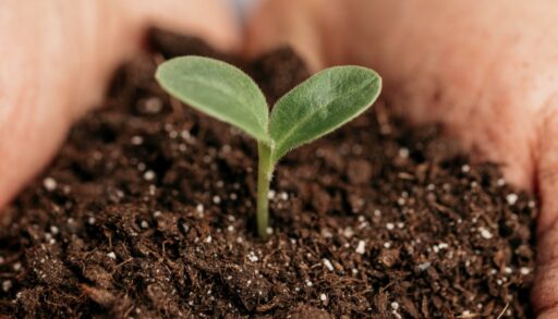 Рассада в грунте