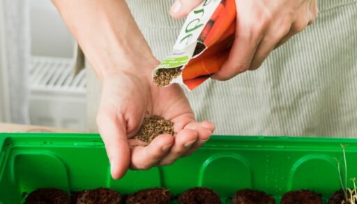 Семена в руках