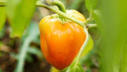 Болгарский перец на огороде