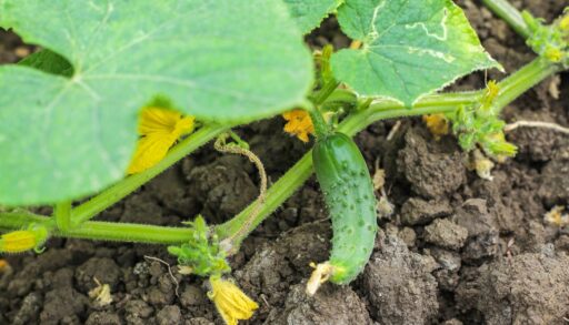 Овощи огурцы на грядке