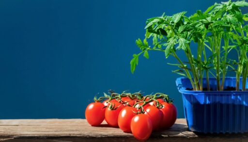 Томаты и помидоры в виде рассады