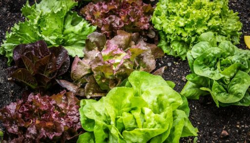 Овощи салат листовой