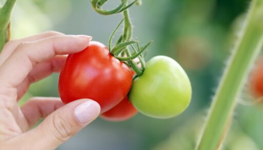 Томаты на огороде