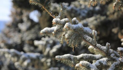 Тюменцев ждет морозный четверг