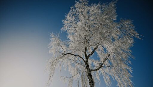 В среду в Тюмени ударят морозы