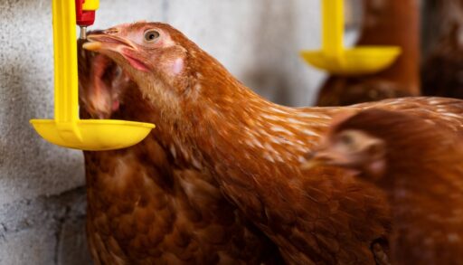 Курица в курятнике пьет воду