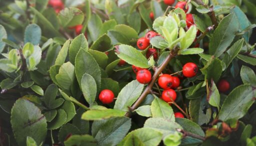 Кусты шиповника с плодами