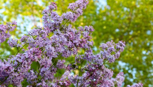 В Тюмени благоустроят скверы с сиренью и яблонями за 130 млн рублей