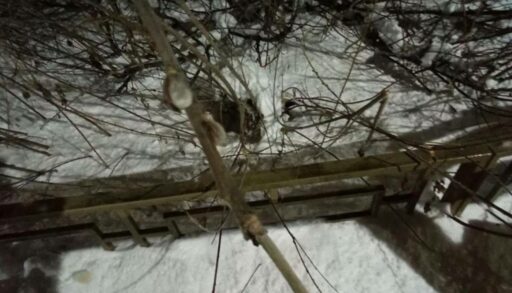 В Тюмени на Рождество зацвела верба