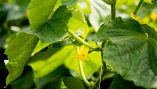 зеленые листья огурцов