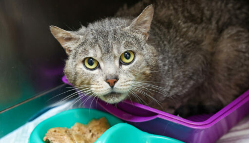 кормушка для кошек