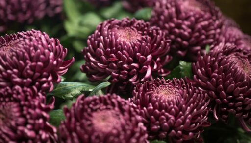 бордовые астры