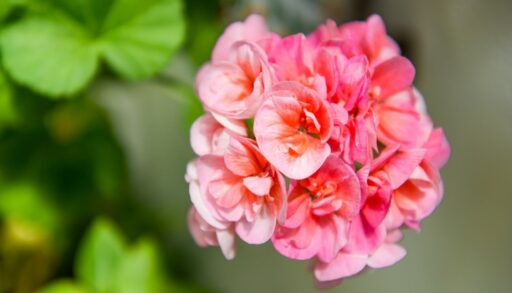 Цветонос герани с розовыми цветами