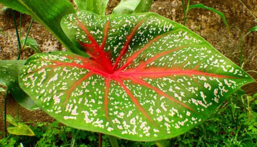 лист каладиума