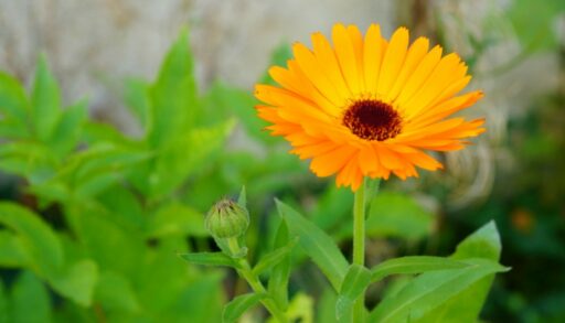 календула в саду