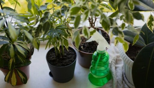 Цветы комнатные в горшках с грунтом