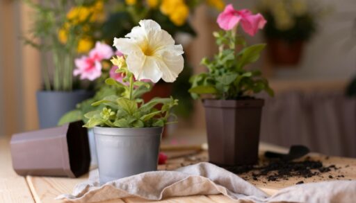 Цветы в пластиковых горшках