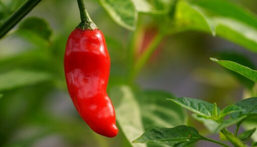 Красный перец на ветке