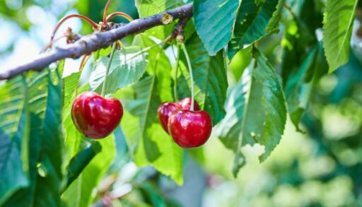 Три вишни висят на ветке