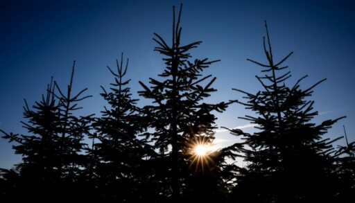 На Московском тракте в Тюмени вырубят более 3 тысяч деревьев