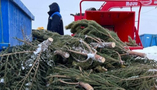 В Тюмени переработали и раздали жителям почти 3 тонны елок
