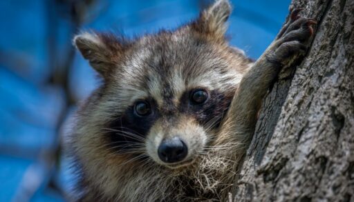 енот сидит на дереве
