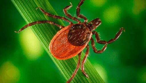 В Тюменской области клещи в этом году могут проснуться раньше