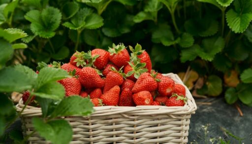 корзина клубники