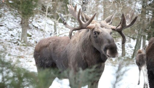В тюменских лесах за год увеличилось количество диких животных
