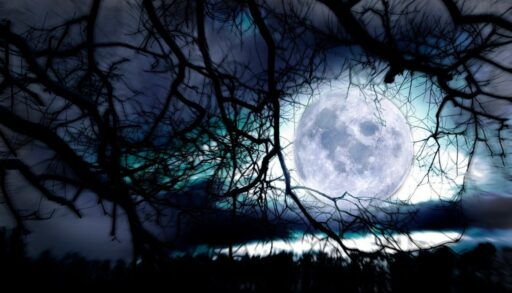 Луна среди ветвей
