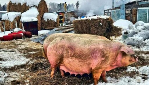 В тюменском селе загорелась ферма. Пострадал хозяин