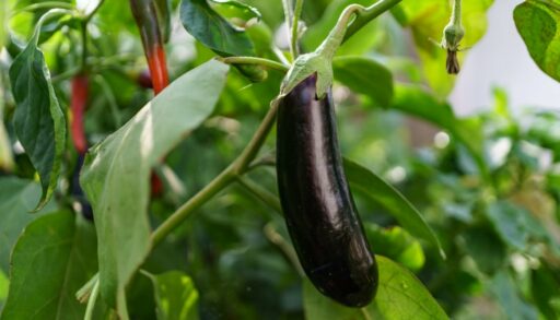 баклажан на грядке