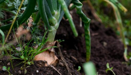 Луковицы растут на грядке